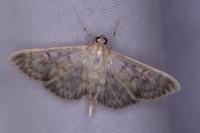 Patania ruralis