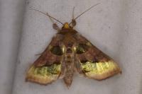 Diachrysia chrysitis