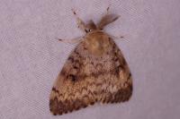 Lymantria dispar