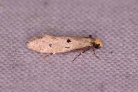 Tinea trinotella