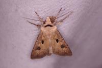 Agrotis exclamationis exclamationis