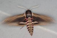 Sphinx ligustri