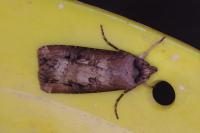 Agrotis ipsilon