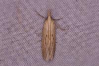 Ematheudes punctella
