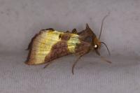 Diachrysia chrysitis