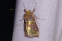 Diachrysia chrysitis