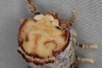 Phalera bucephala