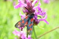 Zygaena filipendulae