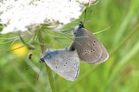 Cyaniris semiargus