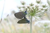 Cyaniris semiargus