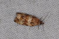 Celypha cespitana