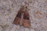 Mesoligia furuncula