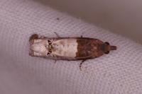 Notocelia roborana