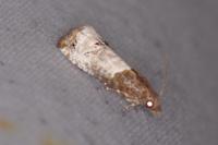 Notocelia roborana