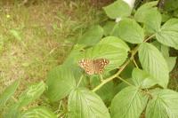 Pararge aegeria