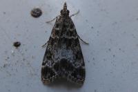 Eudonia mercurella