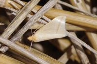 Rhodometra sacraria