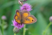Pyronia tithonus