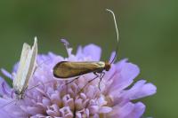 Nemophora metallica