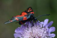 Zygaena ephialtes