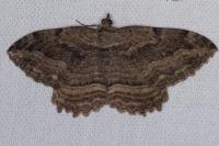 Philereme transversata