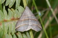 Colobochyla salicalis