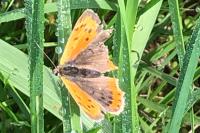 Lycaena phlaeas