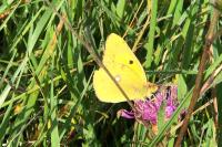 Colias crocea
