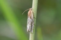 Eucosma cana