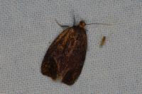 Ptycholoma lecheana