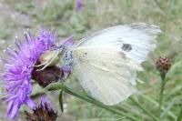Pieris brassicae