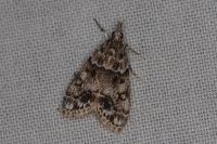 Eudonia lacustrata