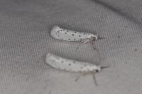 Yponomeuta