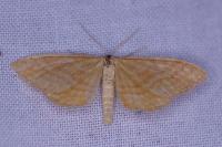 Idaea ochrata