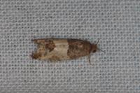 Spilonota ocellana