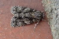 Acronicta rumicis