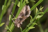 Autographa gamma