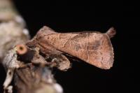 Clostera anastomosis