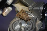 Agrotis bigramma