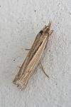 Ancylolomia tentaculella