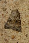 Hecatera dysodea