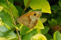 Maniola jurtina