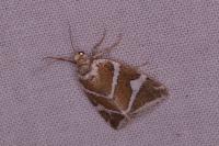 Deltote bankiana