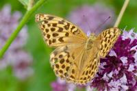 Argynnis paphia