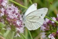Pieris napi