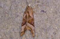 Phlogophora meticulosa