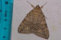 Catocala nupta