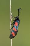 Zygaena filipendulae