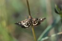 Pyrausta purpuralis