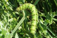 Saturnia pavonia